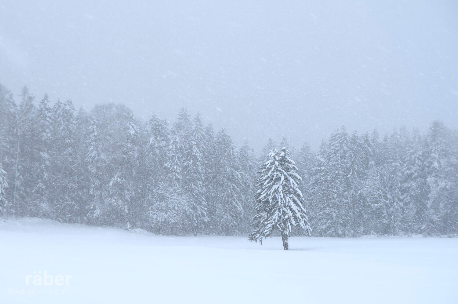Erwartungen: zu Weihnachten gehört auch Schnee